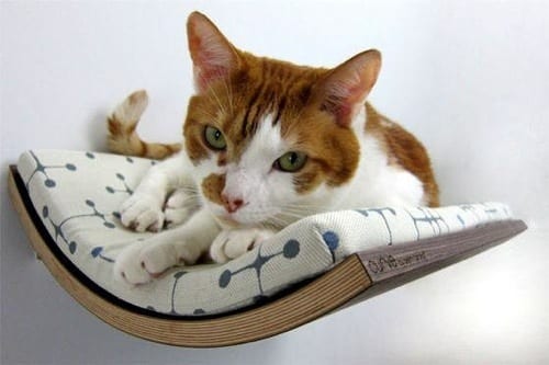 outrageous cat bed