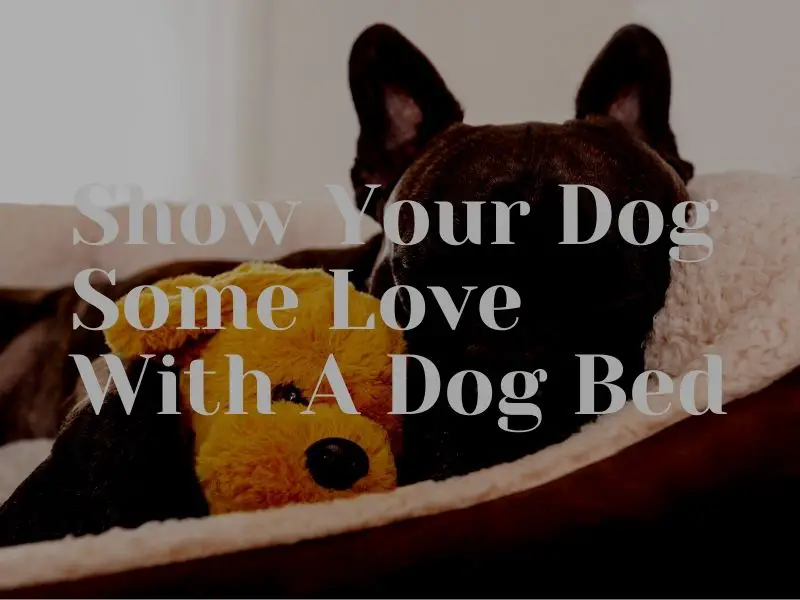 Cool Contemporary And Stylish Dog Beds